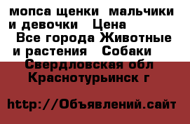 мопса щенки -мальчики и девочки › Цена ­ 25 000 - Все города Животные и растения » Собаки   . Свердловская обл.,Краснотурьинск г.